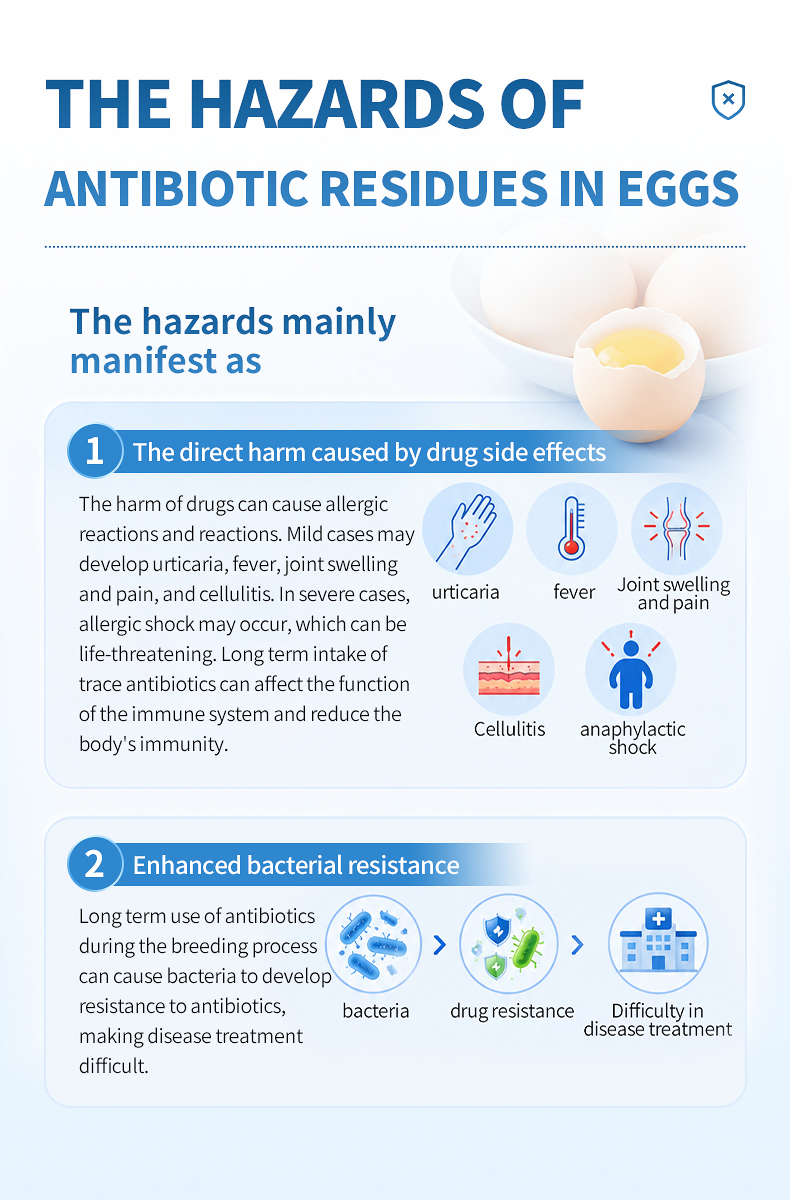 Infographic illustrating health hazards of antibiotic residues in eggs including allergic reactions and bacterial resistance