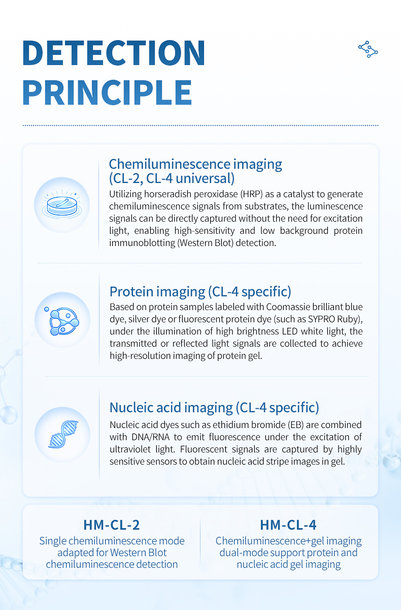 HM-CL-4 detection principle diagram for protein and nucleic acid imaging